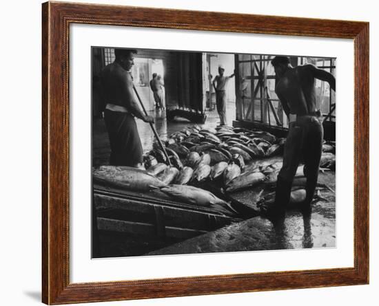 Tuna Being Unloaded from Boats at Van Camp Tuna Co. Cannery in American Samoa-Carl Mydans-Framed Photographic Print