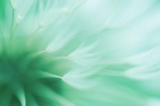 Abstract Blured Dandelion Flower in Trendy Neo Mint Color-Tunatura-Photographic Print