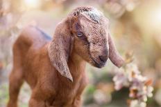 Beautiful Adorable Baby Goat, Spring Floral Background (Capra Aegagrus Hircus)-Tunatura-Framed Photographic Print