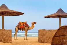 Idyllic Beach with Camel and Sun Umbrelas, Red Sea, Egypt-Tunatura-Mounted Photographic Print