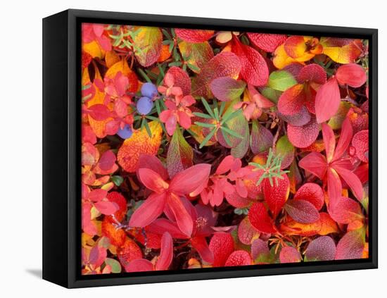 Tundra Fall Colors, Denali National Park, Alaska, USA-Darrell Gulin-Framed Premier Image Canvas