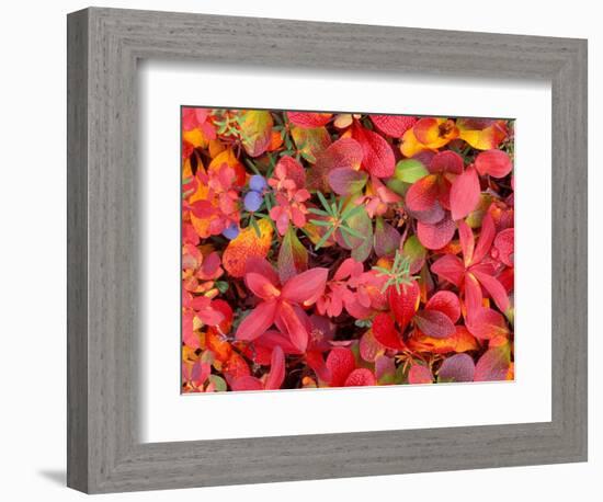 Tundra Fall Colors, Denali National Park, Alaska, USA-Darrell Gulin-Framed Photographic Print