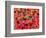 Tundra Fall Colors, Denali National Park, Alaska, USA-Darrell Gulin-Framed Photographic Print