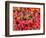 Tundra Fall Colors, Denali National Park, Alaska, USA-Darrell Gulin-Framed Photographic Print