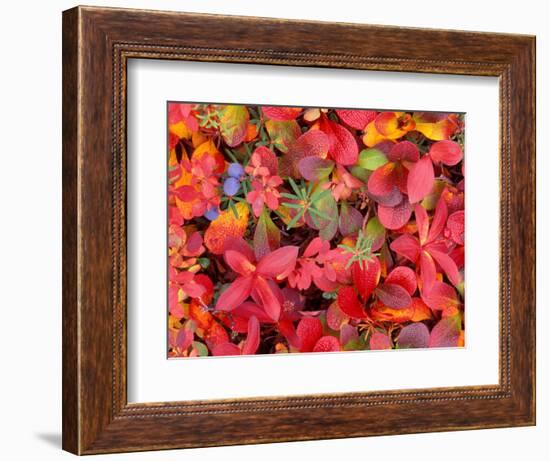 Tundra Fall Colors, Denali National Park, Alaska, USA-Darrell Gulin-Framed Photographic Print