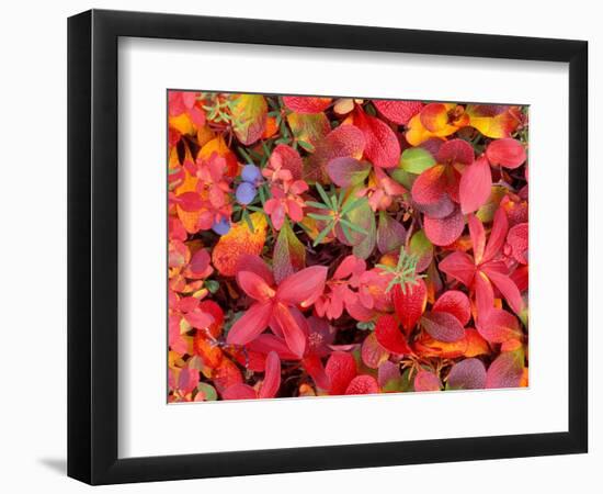 Tundra Fall Colors, Denali National Park, Alaska, USA-Darrell Gulin-Framed Photographic Print