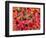 Tundra Fall Colors, Denali National Park, Alaska, USA-Darrell Gulin-Framed Photographic Print