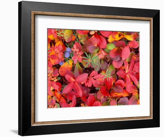 Tundra Fall Colors, Denali National Park, Alaska, USA-Darrell Gulin-Framed Photographic Print