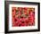 Tundra Fall Colors, Denali National Park, Alaska, USA-Darrell Gulin-Framed Photographic Print