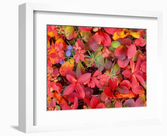 Tundra Fall Colors, Denali National Park, Alaska, USA-Darrell Gulin-Framed Photographic Print