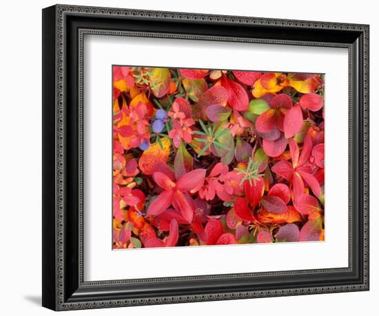 Tundra Fall Colors, Denali National Park, Alaska, USA-Darrell Gulin-Framed Photographic Print