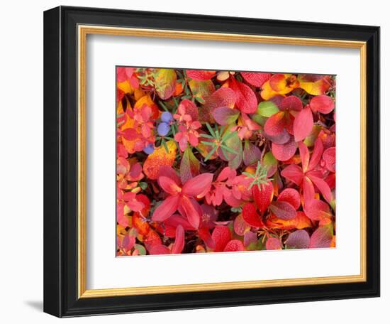 Tundra Fall Colors, Denali National Park, Alaska, USA-Darrell Gulin-Framed Photographic Print