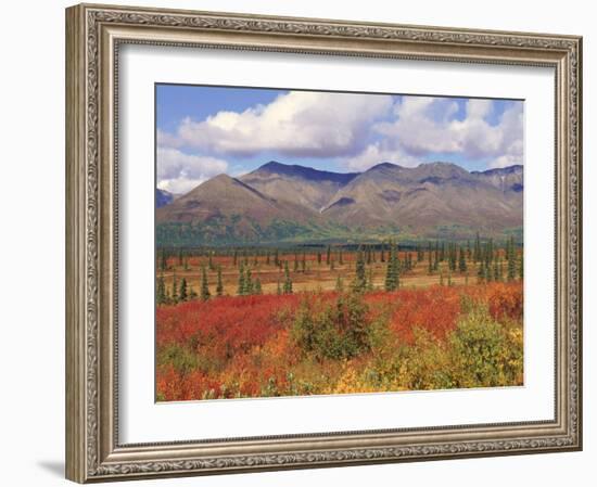 Tundra Landscape in Autumn, Denali National Park, Alaska USA-Lynn M. Stone-Framed Photographic Print