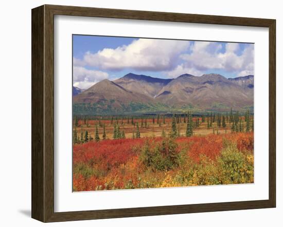 Tundra Landscape in Autumn, Denali National Park, Alaska USA-Lynn M. Stone-Framed Photographic Print