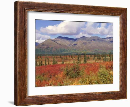 Tundra Landscape in Autumn, Denali National Park, Alaska USA-Lynn M. Stone-Framed Photographic Print