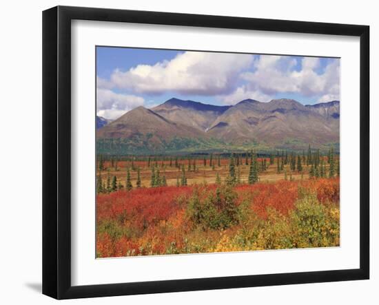 Tundra Landscape in Autumn, Denali National Park, Alaska USA-Lynn M. Stone-Framed Photographic Print