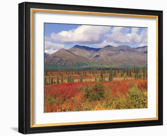 Tundra Landscape in Autumn, Denali National Park, Alaska USA-Lynn M. Stone-Framed Photographic Print