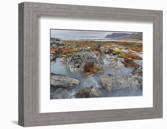 Tundra near glacier Eqip (Eqip Sermia) in western Greenland, Denmark-Martin Zwick-Framed Photographic Print