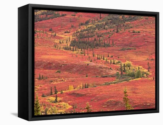 Tundra of Denali National Park, Dwarf Willow and Bear Berry, Alaska, USA-Charles Sleicher-Framed Premier Image Canvas