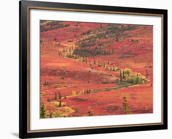 Tundra of Denali National Park, Dwarf Willow and Bear Berry, Alaska, USA-Charles Sleicher-Framed Photographic Print