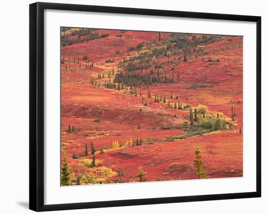 Tundra of Denali National Park, Dwarf Willow and Bear Berry, Alaska, USA-Charles Sleicher-Framed Photographic Print