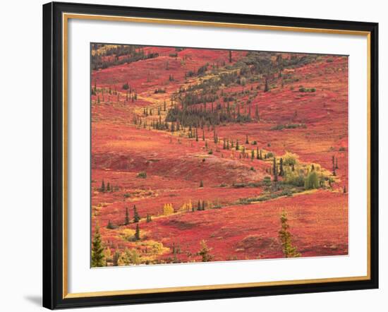 Tundra of Denali National Park, Dwarf Willow and Bear Berry, Alaska, USA-Charles Sleicher-Framed Photographic Print