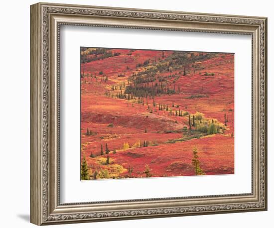 Tundra of Denali National Park, Dwarf Willow and Bear Berry, Alaska, USA-Charles Sleicher-Framed Photographic Print