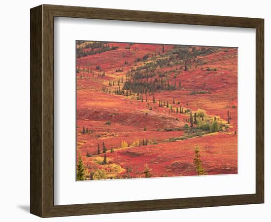 Tundra of Denali National Park, Dwarf Willow and Bear Berry, Alaska, USA-Charles Sleicher-Framed Photographic Print