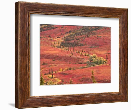 Tundra of Denali National Park, Dwarf Willow and Bear Berry, Alaska, USA-Charles Sleicher-Framed Photographic Print