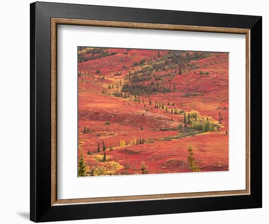 Tundra of Denali National Park, Dwarf Willow and Bear Berry, Alaska, USA-Charles Sleicher-Framed Photographic Print