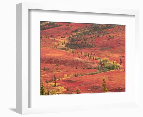 Tundra of Denali National Park, Dwarf Willow and Bear Berry, Alaska, USA-Charles Sleicher-Framed Photographic Print