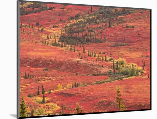 Tundra of Denali National Park, Dwarf Willow and Bear Berry, Alaska, USA-Charles Sleicher-Mounted Photographic Print