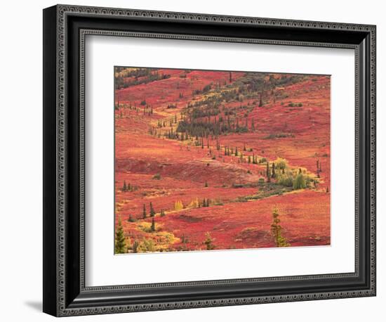 Tundra of Denali National Park, Dwarf Willow and Bear Berry, Alaska, USA-Charles Sleicher-Framed Photographic Print