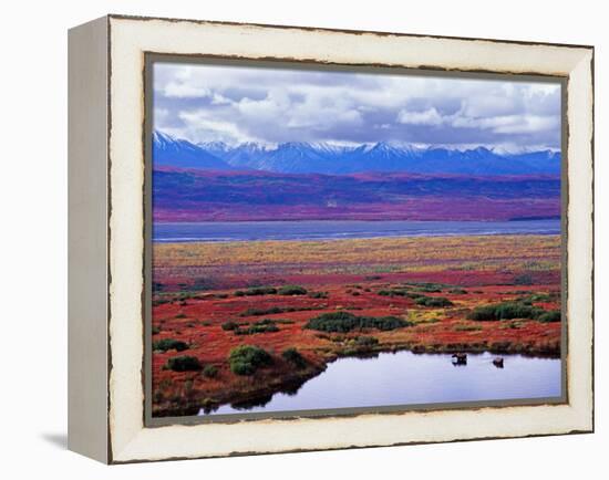 Tundra of Denali National Park with Moose at Pond, Alaska, USA-Charles Sleicher-Framed Premier Image Canvas