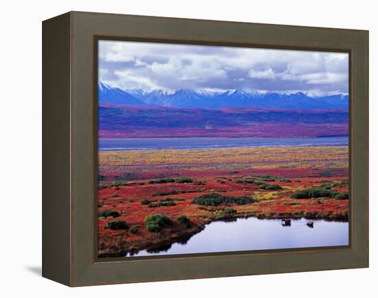 Tundra of Denali National Park with Moose at Pond, Alaska, USA-Charles Sleicher-Framed Premier Image Canvas