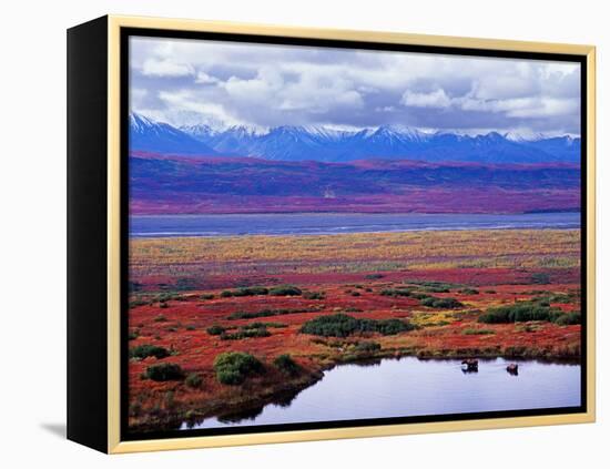 Tundra of Denali National Park with Moose at Pond, Alaska, USA-Charles Sleicher-Framed Premier Image Canvas