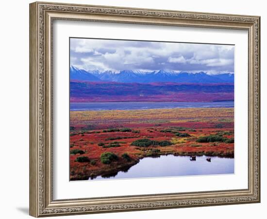 Tundra of Denali National Park with Moose at Pond, Alaska, USA-Charles Sleicher-Framed Photographic Print