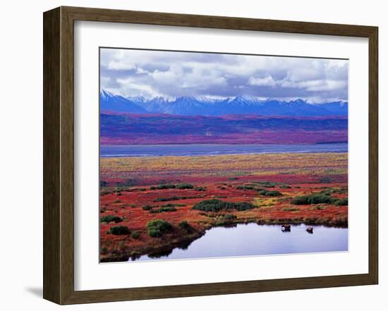 Tundra of Denali National Park with Moose at Pond, Alaska, USA-Charles Sleicher-Framed Photographic Print