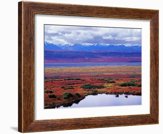 Tundra of Denali National Park with Moose at Pond, Alaska, USA-Charles Sleicher-Framed Photographic Print