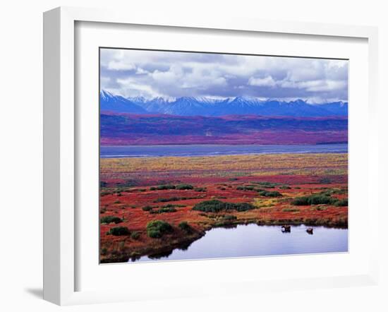 Tundra of Denali National Park with Moose at Pond, Alaska, USA-Charles Sleicher-Framed Photographic Print