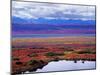 Tundra of Denali National Park with Moose at Pond, Alaska, USA-Charles Sleicher-Mounted Photographic Print