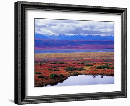 Tundra of Denali National Park with Moose at Pond, Alaska, USA-Charles Sleicher-Framed Photographic Print