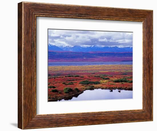 Tundra of Denali National Park with Moose at Pond, Alaska, USA-Charles Sleicher-Framed Photographic Print