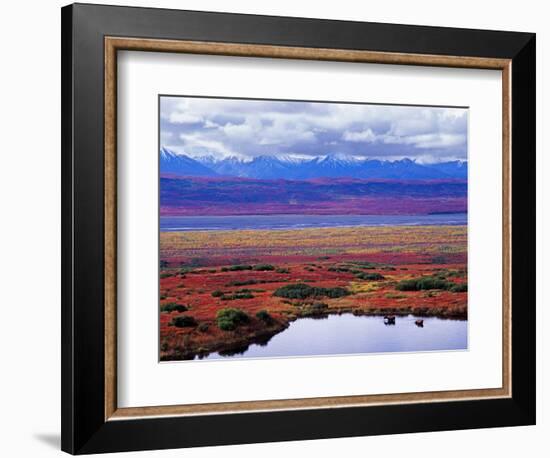 Tundra of Denali National Park with Moose at Pond, Alaska, USA-Charles Sleicher-Framed Photographic Print