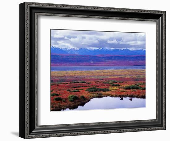 Tundra of Denali National Park with Moose at Pond, Alaska, USA-Charles Sleicher-Framed Photographic Print