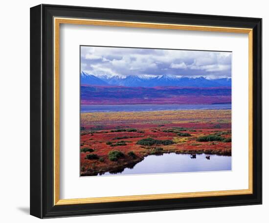 Tundra of Denali National Park with Moose at Pond, Alaska, USA-Charles Sleicher-Framed Photographic Print