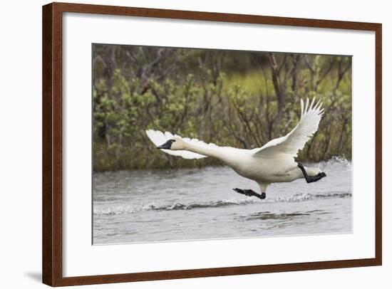 Tundra Swan Taking Flight-Ken Archer-Framed Photographic Print