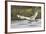 Tundra Swan Taking Flight-Ken Archer-Framed Photographic Print