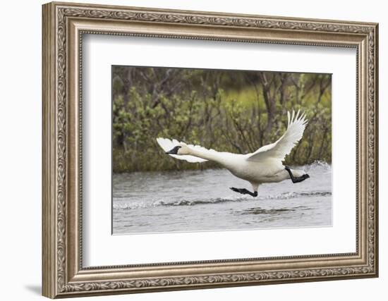 Tundra Swan Taking Flight-Ken Archer-Framed Photographic Print