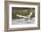 Tundra Swan Taking Flight-Ken Archer-Framed Photographic Print